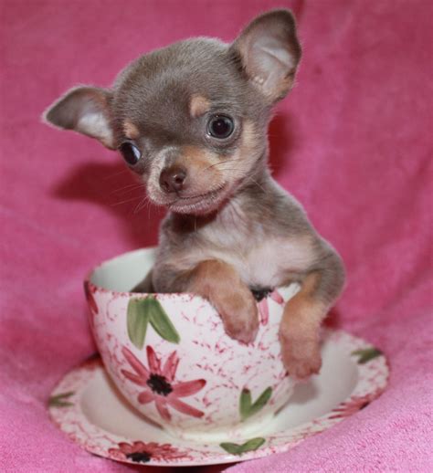 Pawrade is next on our list of where to find Chihuahua puppies for sale under 200. . Teacup chihuahua for free